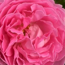 'Rosenresli'® Rosa X 'Rosenresli'® (Slyngrose) A-Kvalitet,- Barrods Roser Min. 3 Grene -Osmo Salgsbutik p2808 52883 rosa x rosenresli slyngrose dc16