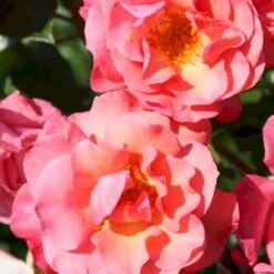 'Rosenresli'® Rosa X 'Rosenresli'® (Slyngrose) A-Kvalitet,- Barrods Roser Min. 3 Grene -Osmo Salgsbutik p2808 53642 rosa x rosenresli slyngrose 7683