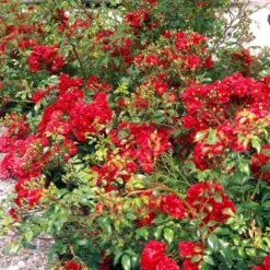 'Fairy Dance' Rosa X 'Fairy Dance' (Bunddækkerose) A-Kvalitet,- Barrods Roser Min. 3 Grene -Osmo Salgsbutik p280 51472 rosa x fairy dance bunddaekkerose 51c3