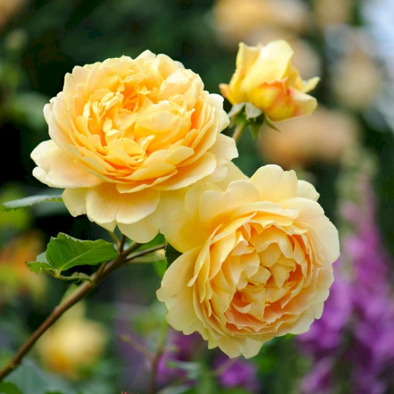 'Golden Celebration' Rosa X 'Golden Celebration' (Engelsk Rose) A-Kvalitet,- Barrods Roser Min. 3 Grene 1 'Golden Celebration' Rosa X 'Golden Celebration' (Engelsk Rose) A-Kvalitet,- Barrods Roser Min. 3 Grene
