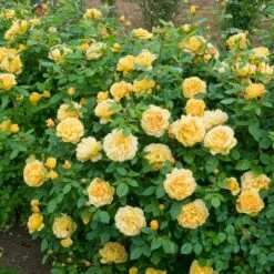 'Golden Celebration' Rosa X 'Golden Celebration' (Engelsk Rose) A-Kvalitet,- Barrods Roser Min. 3 Grene 17 'Golden Celebration' Rosa X 'Golden Celebration' (Engelsk Rose) A-Kvalitet,- Barrods Roser Min. 3 Grene -Osmo Salgsbutik p2810 53006 rosa x golden celebration engelsk rose 7e68