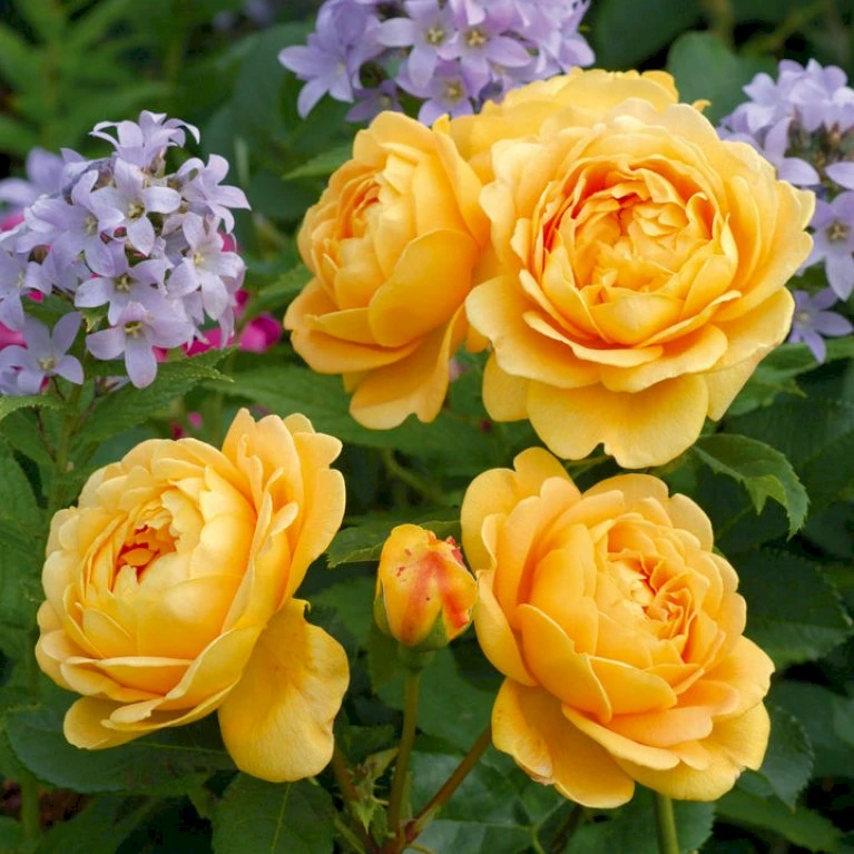 'Golden Celebration' Rosa X 'Golden Celebration' (Engelsk Rose) A-Kvalitet,- Barrods Roser Min. 3 Grene 5 'Golden Celebration' Rosa X 'Golden Celebration' (Engelsk Rose) A-Kvalitet,- Barrods Roser Min. 3 Grene - Billede 5