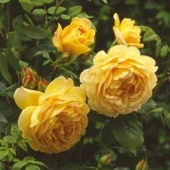 'Golden Celebration' Rosa X 'Golden Celebration' (Engelsk Rose) A-Kvalitet,- Barrods Roser Min. 3 Grene 19 'Golden Celebration' Rosa X 'Golden Celebration' (Engelsk Rose) A-Kvalitet,- Barrods Roser Min. 3 Grene -Osmo Salgsbutik p2810 53008 rosa x golden celebration engelsk rose 8caa