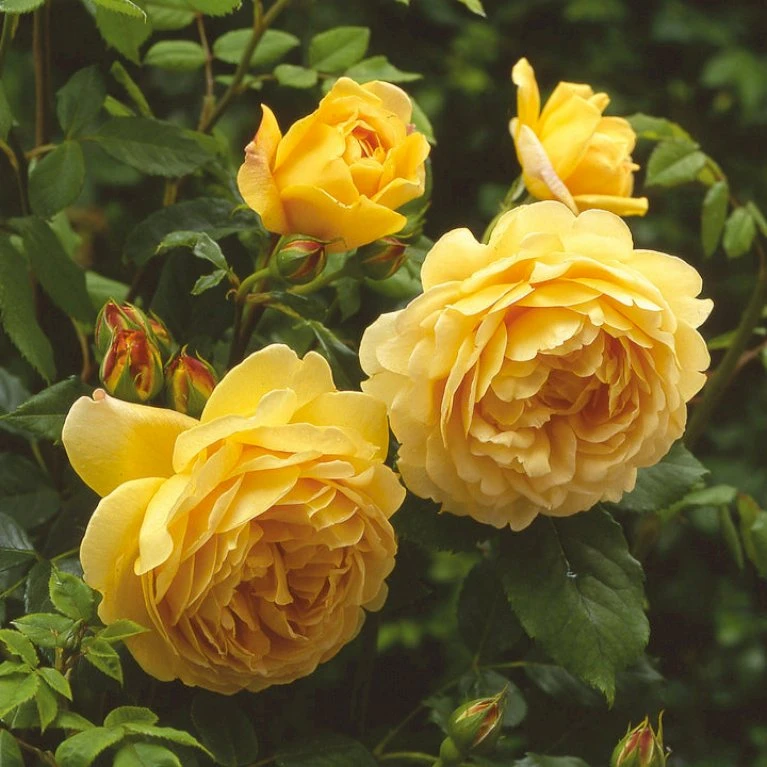 'Golden Celebration' Rosa X 'Golden Celebration' (Engelsk Rose) A-Kvalitet,- Barrods Roser Min. 3 Grene 6 'Golden Celebration' Rosa X 'Golden Celebration' (Engelsk Rose) A-Kvalitet,- Barrods Roser Min. 3 Grene - Billede 6