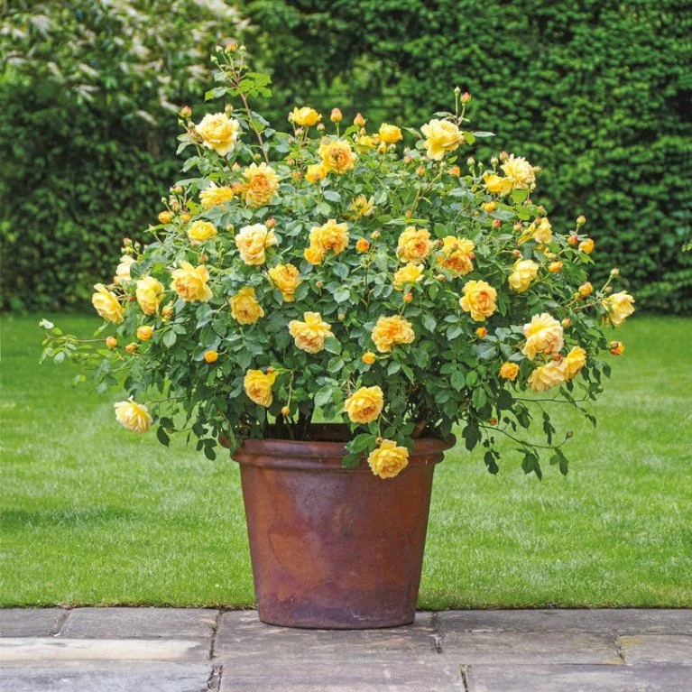 'Golden Celebration' Rosa X 'Golden Celebration' (Engelsk Rose) A-Kvalitet,- Barrods Roser Min. 3 Grene 7 'Golden Celebration' Rosa X 'Golden Celebration' (Engelsk Rose) A-Kvalitet,- Barrods Roser Min. 3 Grene - Billede 7