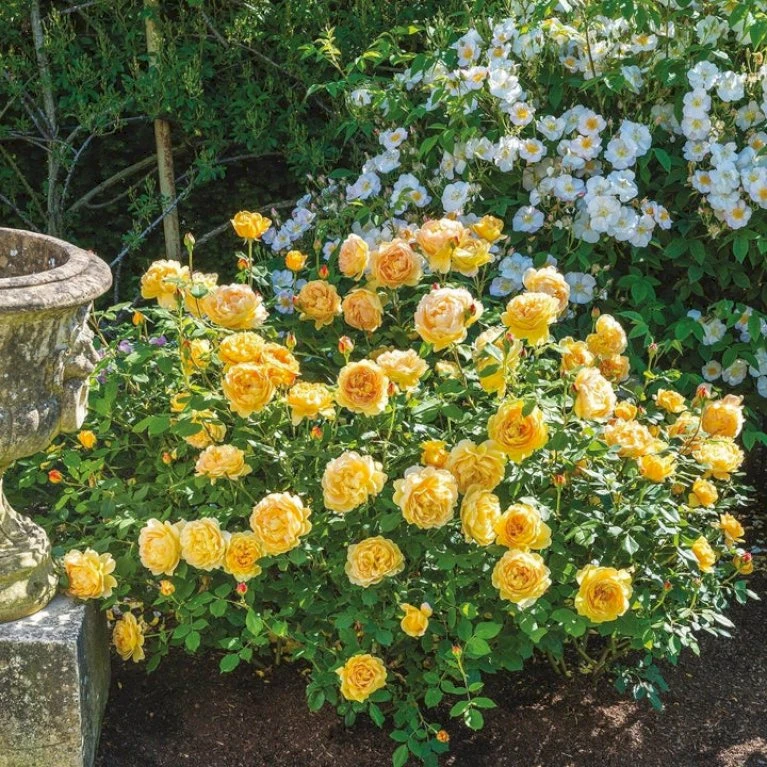 'Golden Celebration' Rosa X 'Golden Celebration' (Engelsk Rose) A-Kvalitet,- Barrods Roser Min. 3 Grene 8 'Golden Celebration' Rosa X 'Golden Celebration' (Engelsk Rose) A-Kvalitet,- Barrods Roser Min. 3 Grene - Billede 8