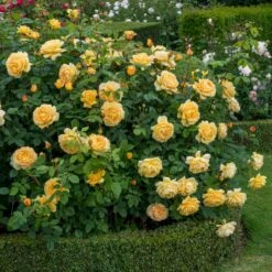 'Golden Celebration' Rosa X 'Golden Celebration' (Engelsk Rose) A-Kvalitet,- Barrods Roser Min. 3 Grene 22 'Golden Celebration' Rosa X 'Golden Celebration' (Engelsk Rose) A-Kvalitet,- Barrods Roser Min. 3 Grene -Osmo Salgsbutik p2810 53011 rosa x golden celebration engelsk rose 5bf5
