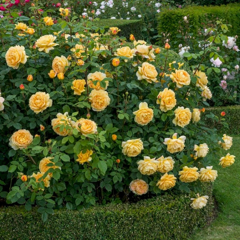 'Golden Celebration' Rosa X 'Golden Celebration' (Engelsk Rose) A-Kvalitet,- Barrods Roser Min. 3 Grene 9 'Golden Celebration' Rosa X 'Golden Celebration' (Engelsk Rose) A-Kvalitet,- Barrods Roser Min. 3 Grene - Billede 9