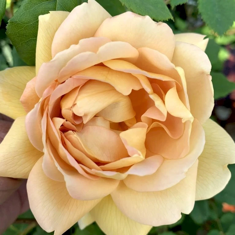 'Golden Celebration' Rosa X 'Golden Celebration' (Engelsk Rose) A-Kvalitet,- Barrods Roser Min. 3 Grene 10 'Golden Celebration' Rosa X 'Golden Celebration' (Engelsk Rose) A-Kvalitet,- Barrods Roser Min. 3 Grene - Billede 10