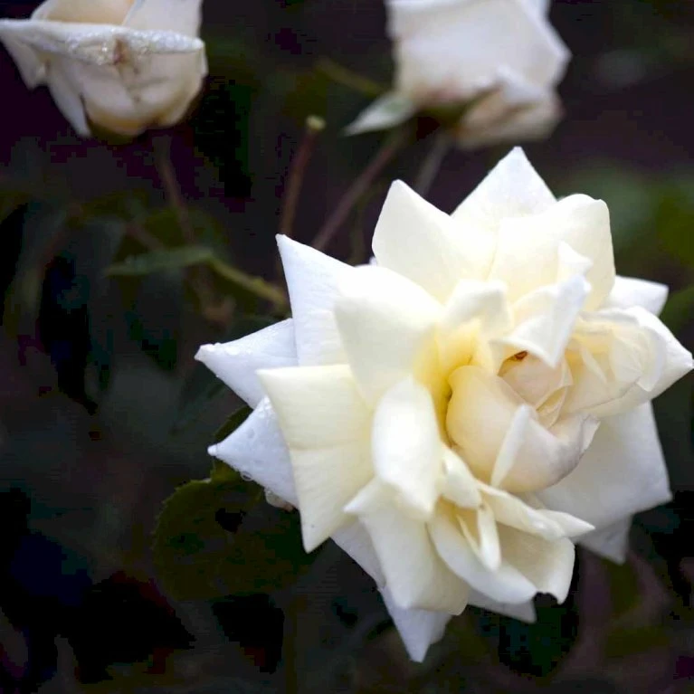 'Ilse Krohn Superior'® Rosa Kordesii 'Ilse Krohn Superior'® (Slyngrose) A-Kvalitet,- Barrods Roser Min. 3 Grene