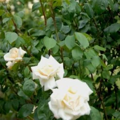'Ilse Krohn Superior'® Rosa Kordesii 'Ilse Krohn Superior'® (Slyngrose) A-Kvalitet,- Barrods Roser Min. 3 Grene -Osmo Salgsbutik p2823 52434 rosa kordesii ilse krohn superior slyngrose 3e31