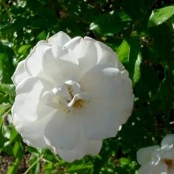 'Ilse Krohn Superior'® Rosa Kordesii 'Ilse Krohn Superior'® (Slyngrose) A-Kvalitet,- Barrods Roser Min. 3 Grene -Osmo Salgsbutik p2823 52435 rosa kordesii ilse krohn superior slyngrose b1b9