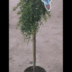 Opstammet Dværgmispel Cotoneaster Micr. 'streib'S Findling' Opstammet 60 Cm. Med Potte -Osmo Salgsbutik p2829 2195 cotoneaster micr streib s findling 5413