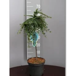 Opstammet Dværgmispel Cotoneaster Micr. 'streib'S Findling' Opstammet 60 Cm. Med Potte