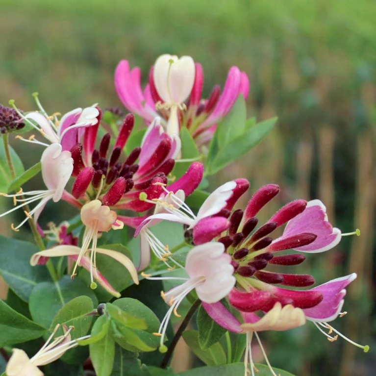Kaprifolie Lonicera X Heckrottii Potte 5,0 Liter,- Opbundet 100-150 Cm. 1 Kaprifolie Lonicera X Heckrottii Potte 5,0 Liter,- Opbundet 100-150 Cm.