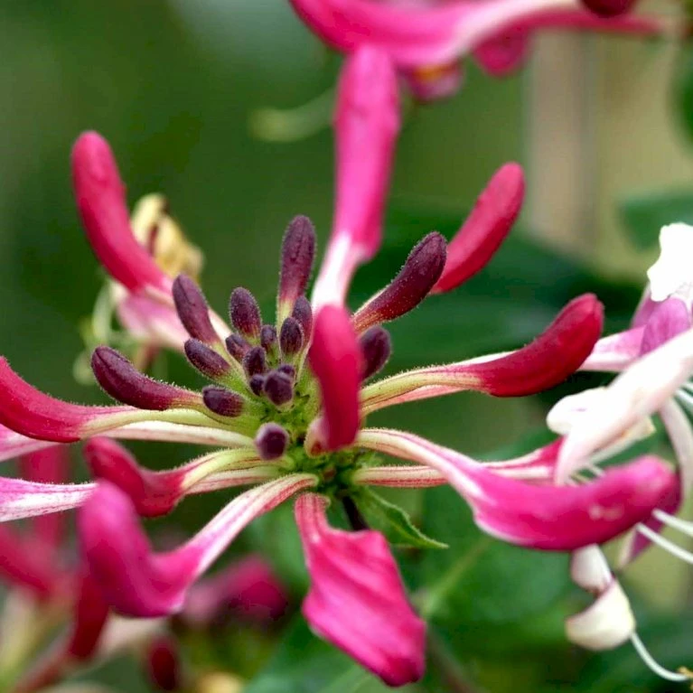 Kaprifolie Lonicera X Heckrottii Potte 5,0 Liter,- Opbundet 100-150 Cm. 2 Kaprifolie Lonicera X Heckrottii Potte 5,0 Liter,- Opbundet 100-150 Cm. - Billede 2