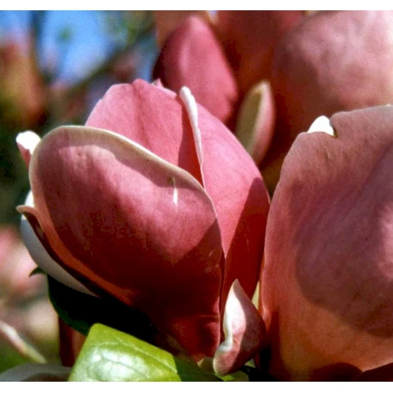 Magnolia 'Satisfaction' Magnolia Soulangeana 'Satisfaction' Potte 5,0 Liter,- 60-80 Cm. 1 Magnolia 'Satisfaction' Magnolia Soulangeana 'Satisfaction' Potte 5,0 Liter,- 60-80 Cm.