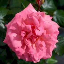 'Frederiksborg'™ Rosa X 'Frederiksborg'™ (Slotsrose) A-Kvalitet,- Barrods Roser Min. 3 Grene -Osmo Salgsbutik p284 51790 rosa x frederiksborg slotsrose 6012