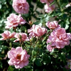 'Frederiksborg'™ Rosa X 'Frederiksborg'™ (Slotsrose) A-Kvalitet,- Barrods Roser Min. 3 Grene -Osmo Salgsbutik p284 51791 rosa x frederiksborg slotsrose 6e6a