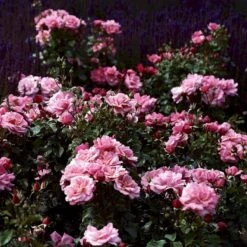 'Frederiksborg'™ Rosa X 'Frederiksborg'™ (Slotsrose) A-Kvalitet,- Barrods Roser Min. 3 Grene -Osmo Salgsbutik p284 51792 rosa x frederiksborg slotsrose e7b5