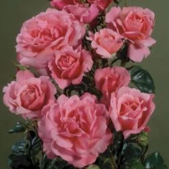 'Frederiksborg'™ Rosa X 'Frederiksborg'™ (Slotsrose) A-Kvalitet,- Barrods Roser Min. 3 Grene -Osmo Salgsbutik p284 51793 rosa x frederiksborg slotsrose 6b99