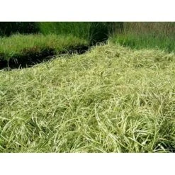Star 'Evergold' Carex Oshimensis 'Evergold' Potte 2 Liter. 9 Star 'Evergold' Carex Oshimensis 'Evergold' Potte 2 Liter. -Osmo Salgsbutik p2852 36131 carex oshimensis evergold fc90