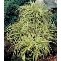 Star 'Evergold' Carex Oshimensis 'Evergold' Potte 2 Liter. 10 Star 'Evergold' Carex Oshimensis 'Evergold' Potte 2 Liter. -Osmo Salgsbutik p2852 36132 carex oshimensis evergold 2973