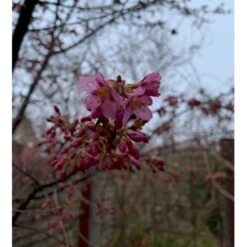 Prydkirsebær 'Fukubana' Prunus 'Fukubana' Solitær Busk 150-200 Cm. - Med Klump