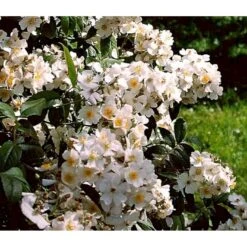 'Aksel Olsen' Rosa Helenae 'Aksel Olsen' A-Kvalitet,- Barrods Roser Min. 3 Grene