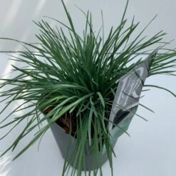 Klitkambunke Koeleria Glauca Potte 2,0 Liter,- 25-30 Cm. -Osmo Salgsbutik p2863 38122 image a43b