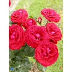 'Grand Palace' Rosa X 'Grand Palace' (Palacerose) 3,0 Liter Potte -Osmo Salgsbutik p289 252 rosa x grand palace 9f87