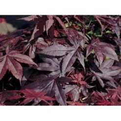 Japansk Ahorn 'Bloodgood' Acer Palmatum 'Bloodgood' Potte 10 Liter,- 60-80 Cm. 13 Japansk Ahorn 'Bloodgood' Acer Palmatum 'Bloodgood' Potte 10 Liter,- 60-80 Cm. -Osmo Salgsbutik p2900 2248 acer palmatum bloodgood 2bdf