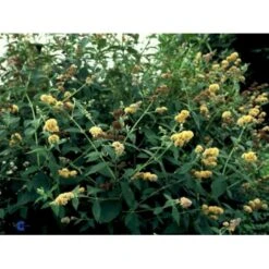Sommerfuglebusk 'Sungold' Buddleja X Weyeriana 'Sungold' 3,0 Liter Potte -Osmo Salgsbutik p2903 2250 buddleia weyeriana sungold 08d2