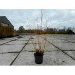 Kornel 'Midwinter Fire' Cornus Alba 'Midwinter Fire' Potte 10 Liter 50-60 Cm. -Osmo Salgsbutik p2908 36600 cornus alba midwinter fire 3867