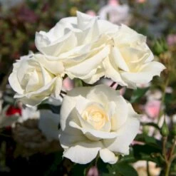 'Gråsten'™ Rosa X 'Gråsten'™ (Slotsrose) A-Kvalitet,- Barrods Roser Min. 3 Grene