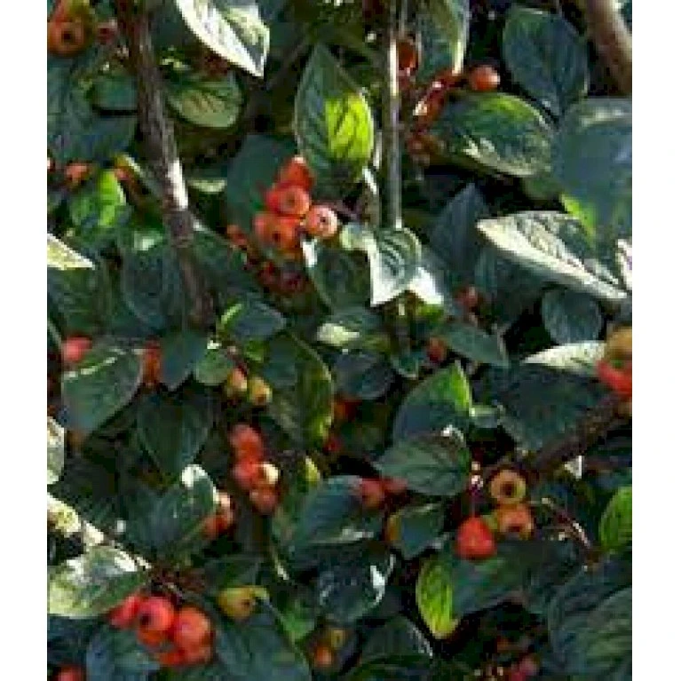 Grå Dværgmispel Cotoneaster Franchetti 5 Liter Potte 1 Grå Dværgmispel Cotoneaster Franchetti 5 Liter Potte
