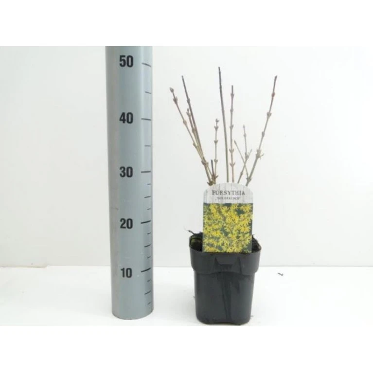 Vårguld 'Goldrausch' Forsythia Intermedia 'Goldrausch' Potte 2,0 Liter,- 40-60 Cm. 1 Vårguld 'Goldrausch' Forsythia Intermedia 'Goldrausch' Potte 2,0 Liter,- 40-60 Cm.