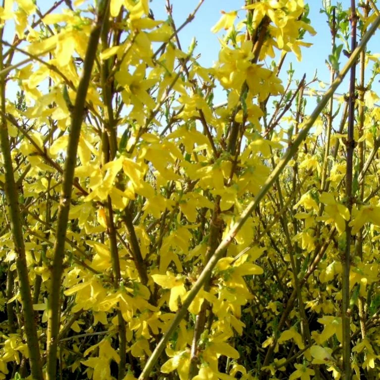 Vårguld 'Goldrausch' Forsythia Intermedia 'Goldrausch' Potte 2,0 Liter,- 40-60 Cm. 3 Vårguld 'Goldrausch' Forsythia Intermedia 'Goldrausch' Potte 2,0 Liter,- 40-60 Cm. - Billede 3