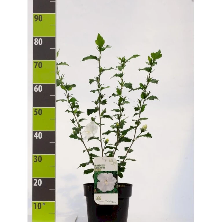 Syrisk Rose 'Diana' Hibiscus Syriacus 'Diana' Potte 4,0 Liter,- 50-60 Cm. 1 Syrisk Rose 'Diana' Hibiscus Syriacus 'Diana' Potte 4,0 Liter,- 50-60 Cm.