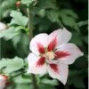 Syrisk Rose 'Hamabo' Hibiscus Syriacus 'Hamabo' Potte 2,0 Liter,- 30-40 Cm.