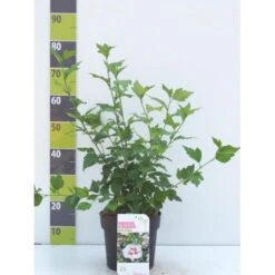 Syrisk Rose 'Helene' Hibiscus Syriacus 'Helene' Potte 4,0 Liter,- 50-60 Cm.
