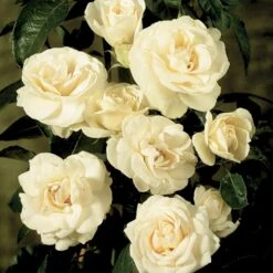 'Hampton™ Palace®' Rosa X 'Hampton™ Palace®' (Palacerose) A-Kvalitet,- Barrods Roser Min. 3 Grene -Osmo Salgsbutik p292 51898 rosa x hampton palace palacerose 7611