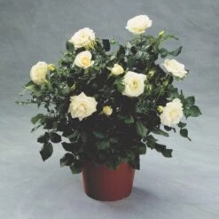 'Hampton™ Palace®' Rosa X 'Hampton™ Palace®' (Palacerose) A-Kvalitet,- Barrods Roser Min. 3 Grene -Osmo Salgsbutik p292 51899 rosa x hampton palace palacerose 744b