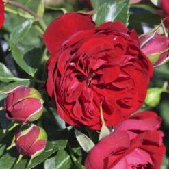 'Imperial™ Palace'® Rosa X 'Imperial™ Palace'® (Palacerose) A-Kvalitet,- Barrods Roser Min. 3 Grene -Osmo Salgsbutik p293 51901 rosa x imperial palace palacerose 557b