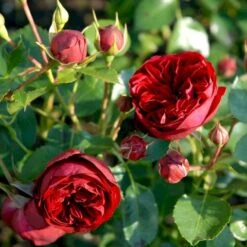 'Imperial™ Palace'® Rosa X 'Imperial™ Palace'® (Palacerose) A-Kvalitet,- Barrods Roser Min. 3 Grene -Osmo Salgsbutik p293 51903 rosa x imperial palace palacerose 2ce1