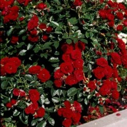 'Imperial™ Palace'® Rosa X 'Imperial™ Palace'® (Palacerose) A-Kvalitet,- Barrods Roser Min. 3 Grene -Osmo Salgsbutik p293 51904 rosa x imperial palace palacerose 5002