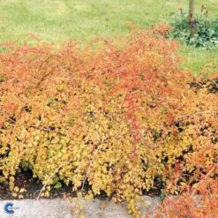 Kranstop 'Crispa' Stephanandra Incisa 'Crispa' 3,5 Liter Potte -Osmo Salgsbutik p2943 47518 stephanandra incisa crispa deea