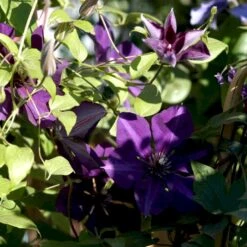 Klematis 'Gipsy Queen' Clematis Hybrid 'Gipsy Queen' Potte 2,0 Liter,- Opbundet 60-100 Cm