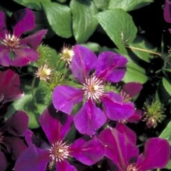 Klematis 'Gipsy Queen' Clematis Hybrid 'Gipsy Queen' Potte 2,0 Liter,- Opbundet 60-100 Cm -Osmo Salgsbutik p2962 48574 clematis hybrid gipsy queen 163f