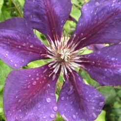 Klematis 'Gipsy Queen' Clematis Hybrid 'Gipsy Queen' Potte 2,0 Liter,- Opbundet 60-100 Cm -Osmo Salgsbutik p2962 50568 clematis hybrid gipsy queen c3af